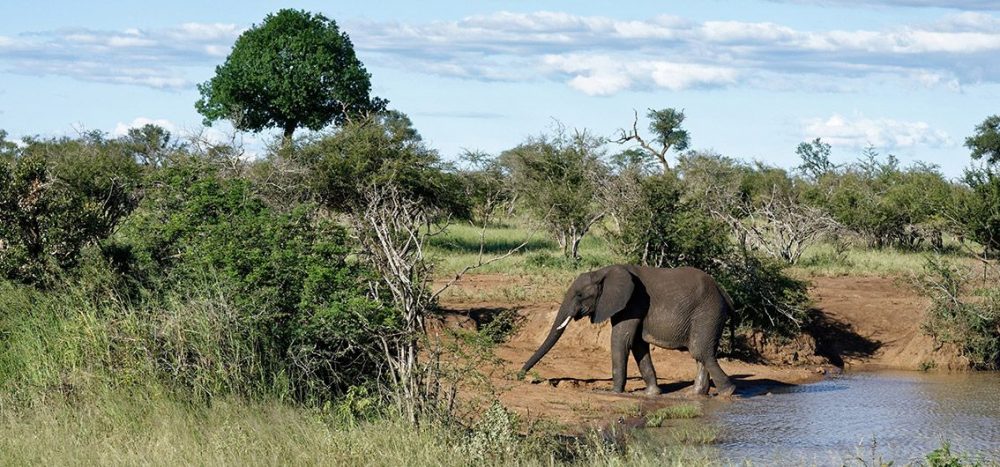 Bild für Elefant-am-Wasserloch-im-Krueger-Nationalpark