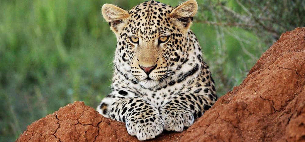 Bild für Leopard-Credit-Okonjima-Nature-Reserve