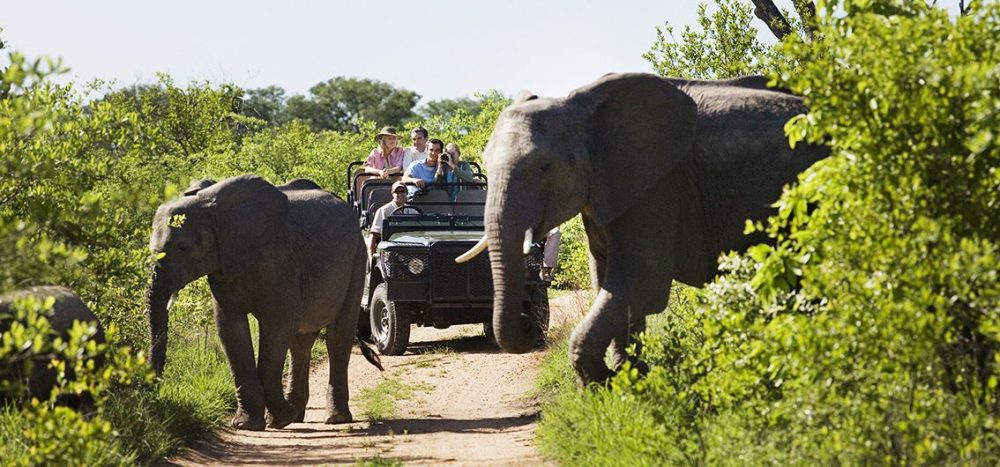 Bild für Auf Safari