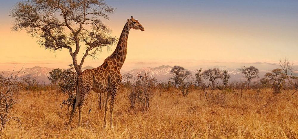 Bild für Giraffe im Krüger Nationalpark