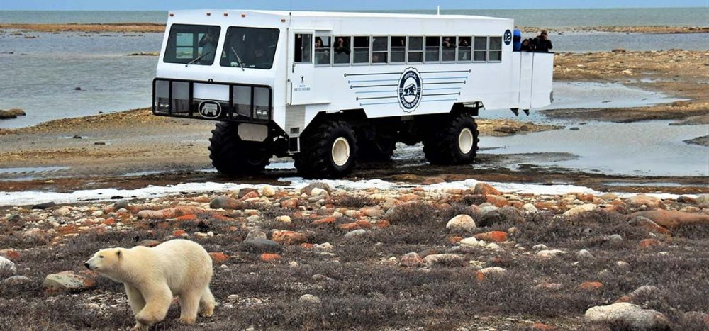 Bild für Mit dem Buggy durch die Tundra, Kanada