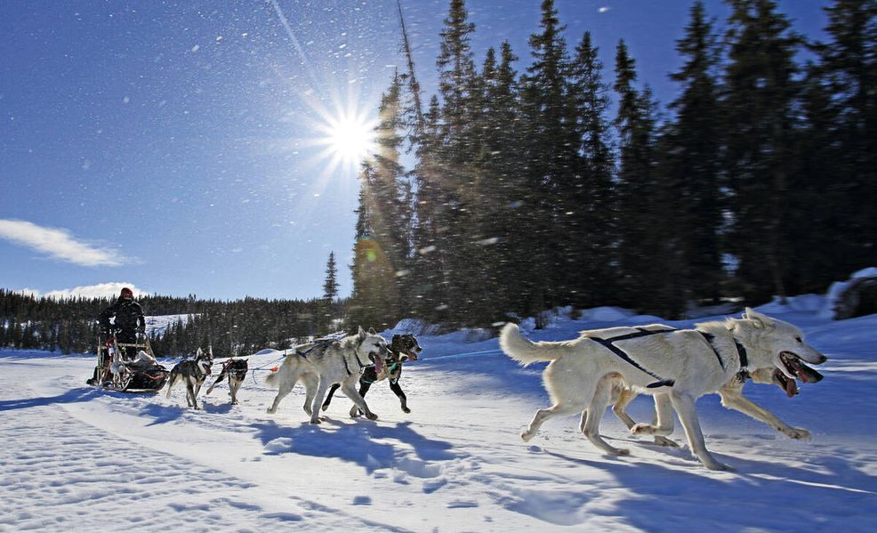 Bild für Beitostolen, Husky Tour