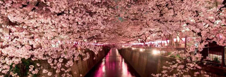 Bild für Kirschblüte bei Nacht in Tokio