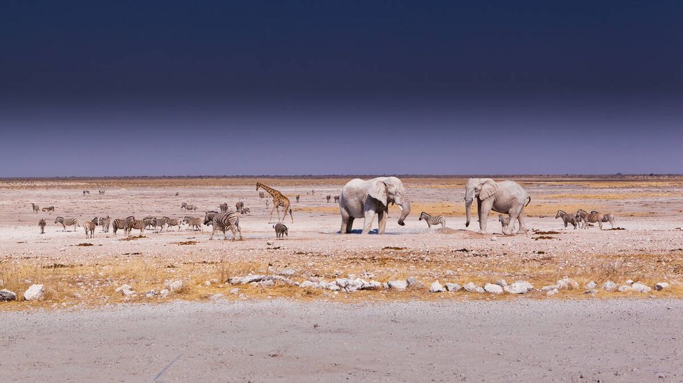 Bild für Etosha Nationalpark © Jos Beltman